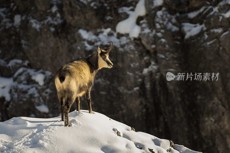 羚羊在冬天享受早晨的阳光，阿尔卑斯山(Rupicapra Rupicapra)